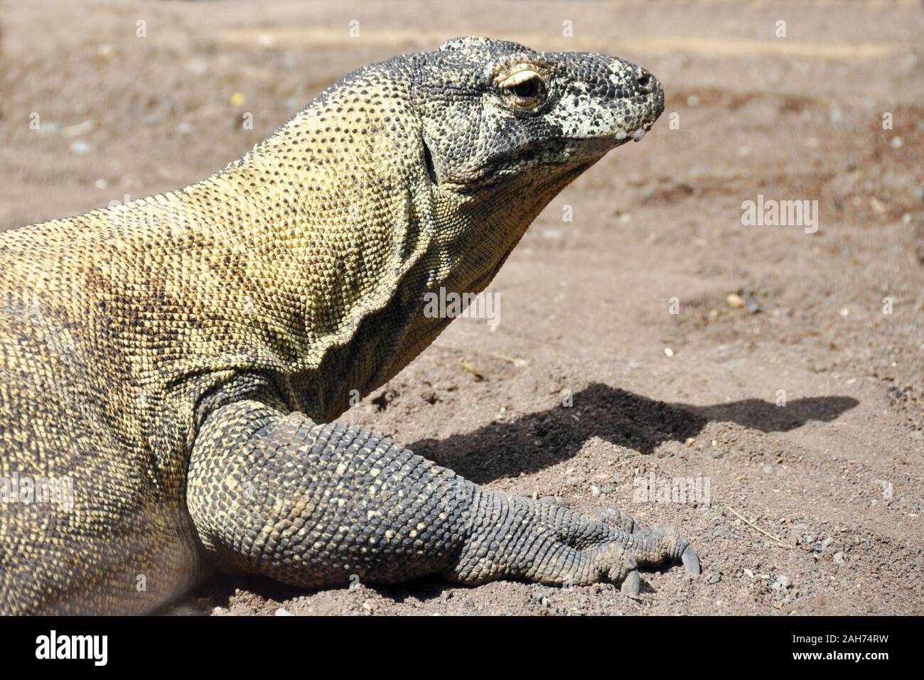 Close-up sulla faccia di un drago di Komodo Varanus komodoensis Foto Stock
