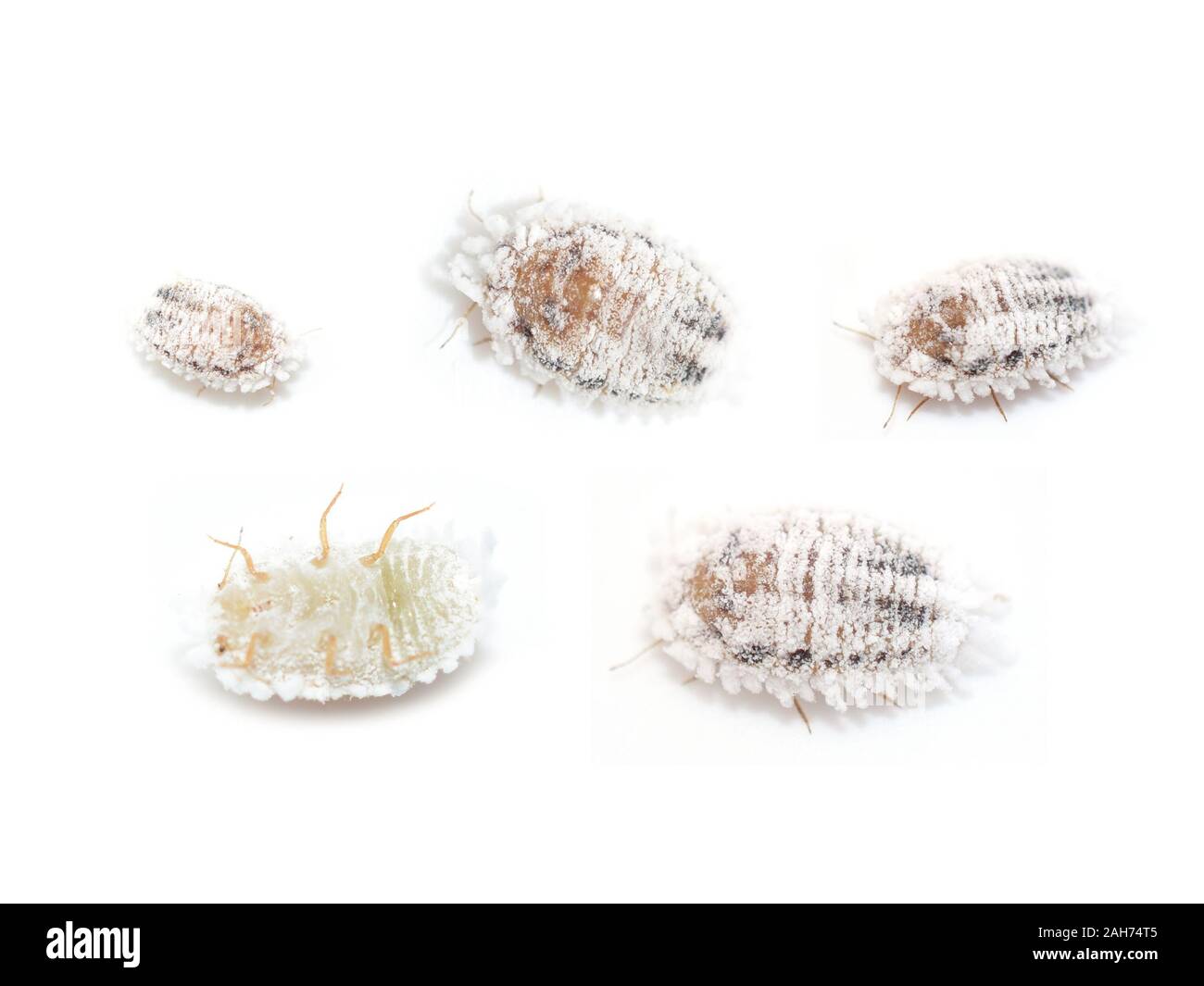 Pseudococcus mealybugs isolati su sfondo bianco Foto Stock