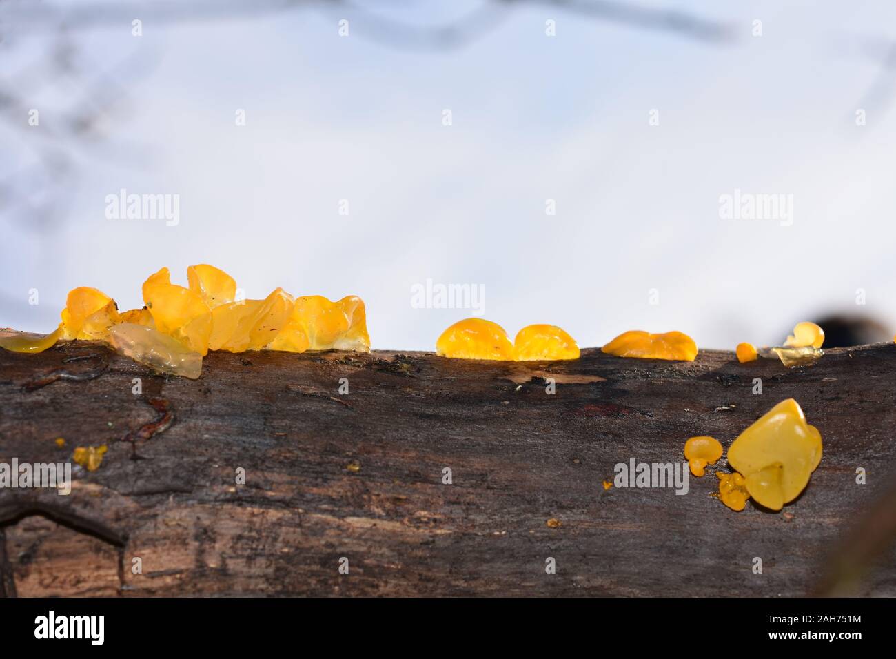 Il golden jelly fungo Tremella mesenterica che crescono su di un registro Foto Stock