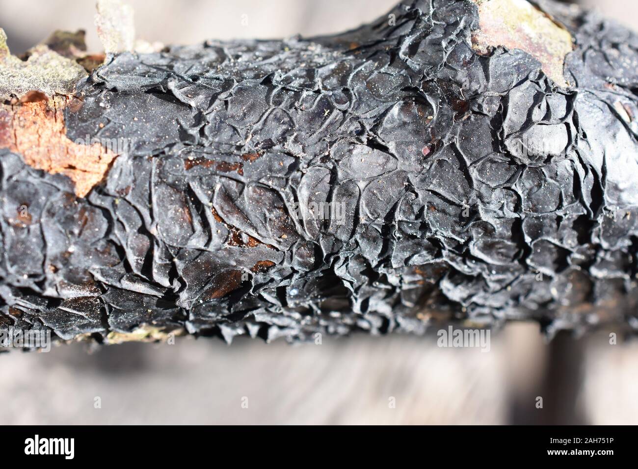 La gelatina di nero fungo Exidia glandulosa su un ramoscello Foto Stock