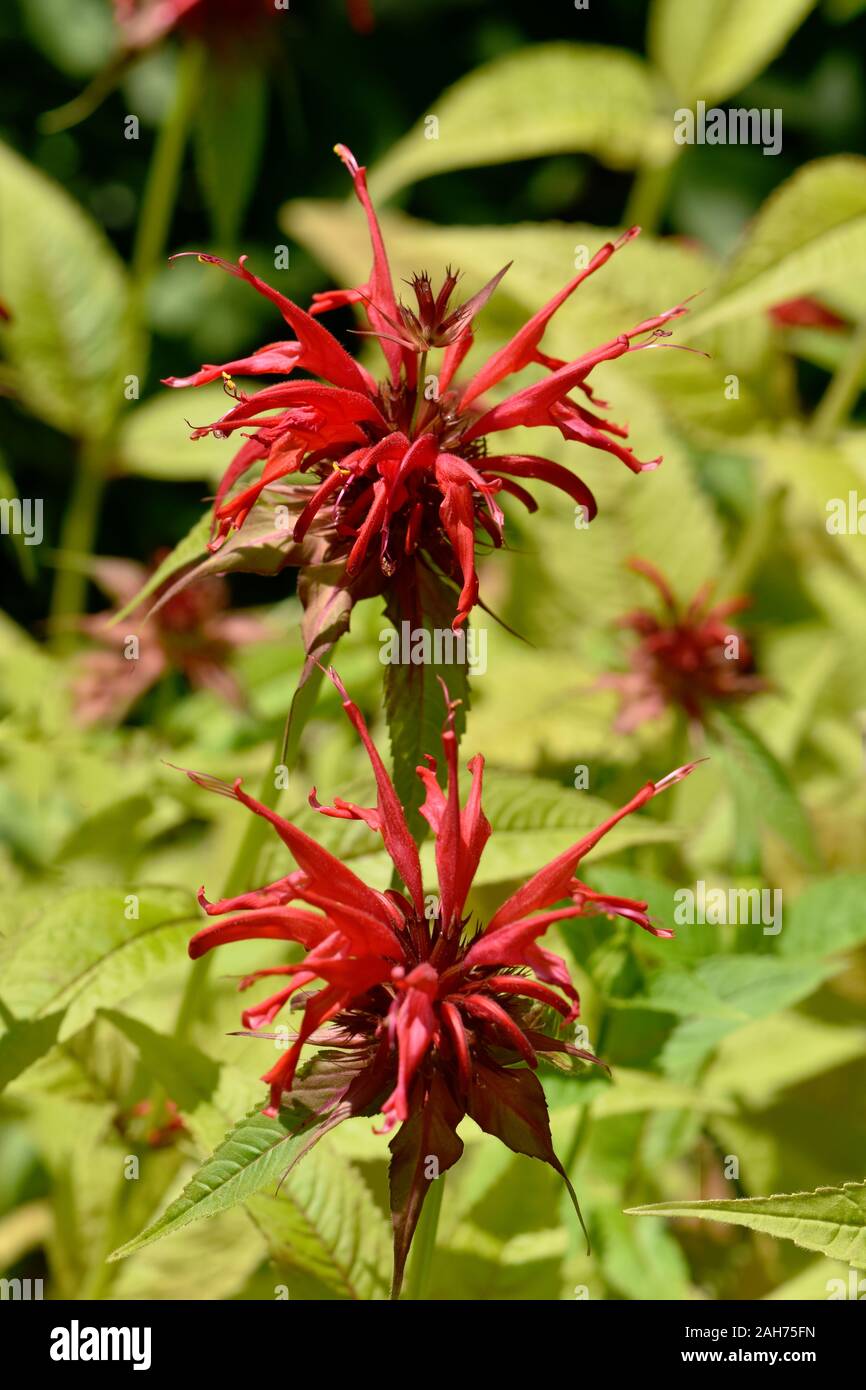 Primo piano sul fiore rosso Crimson beebalm Monarda didyma Foto Stock