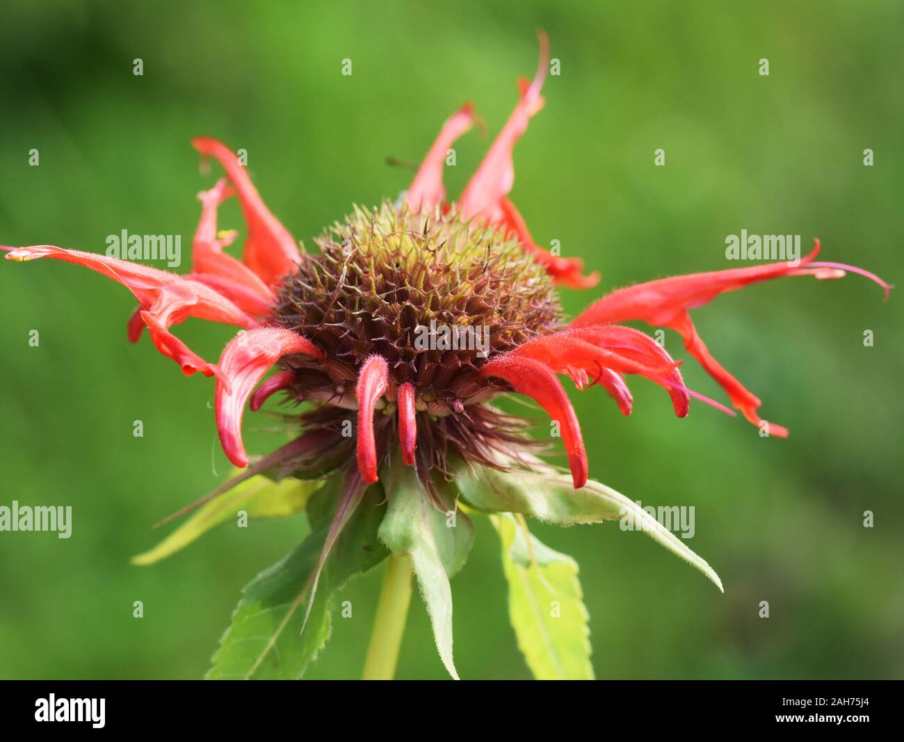 Primo piano sul fiore rosso Crimson beebalm Monarda didyma Foto Stock