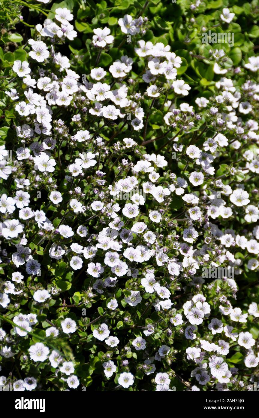 Alpine del bambino soffio Gypsophila cerastioides fioritura in un giardino Foto Stock