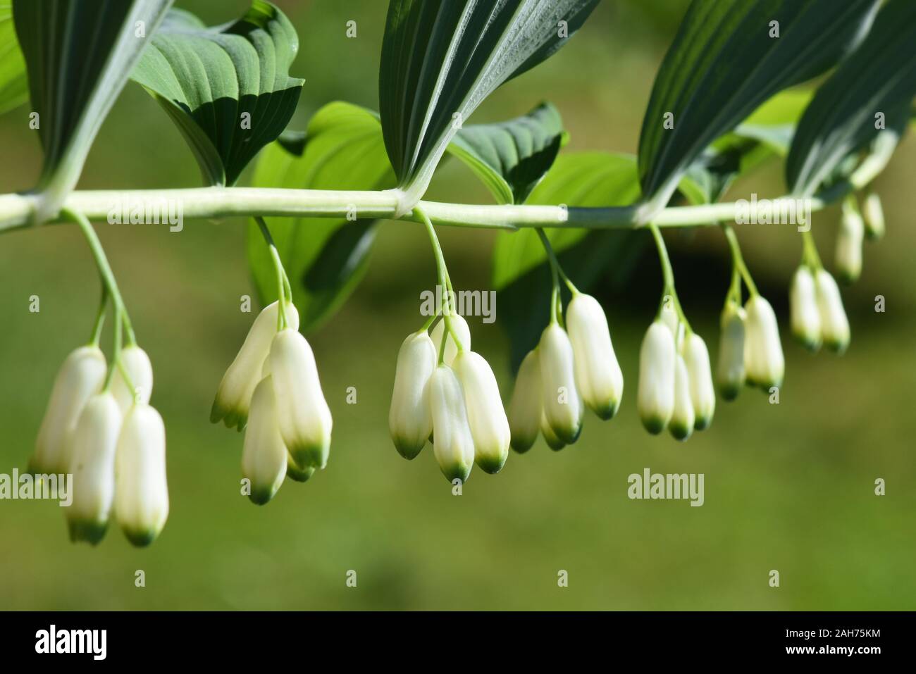 Eurasian Salomone sigillo dell'impianto Polygonatum multiflorum con fiori e foglie verdi Foto Stock