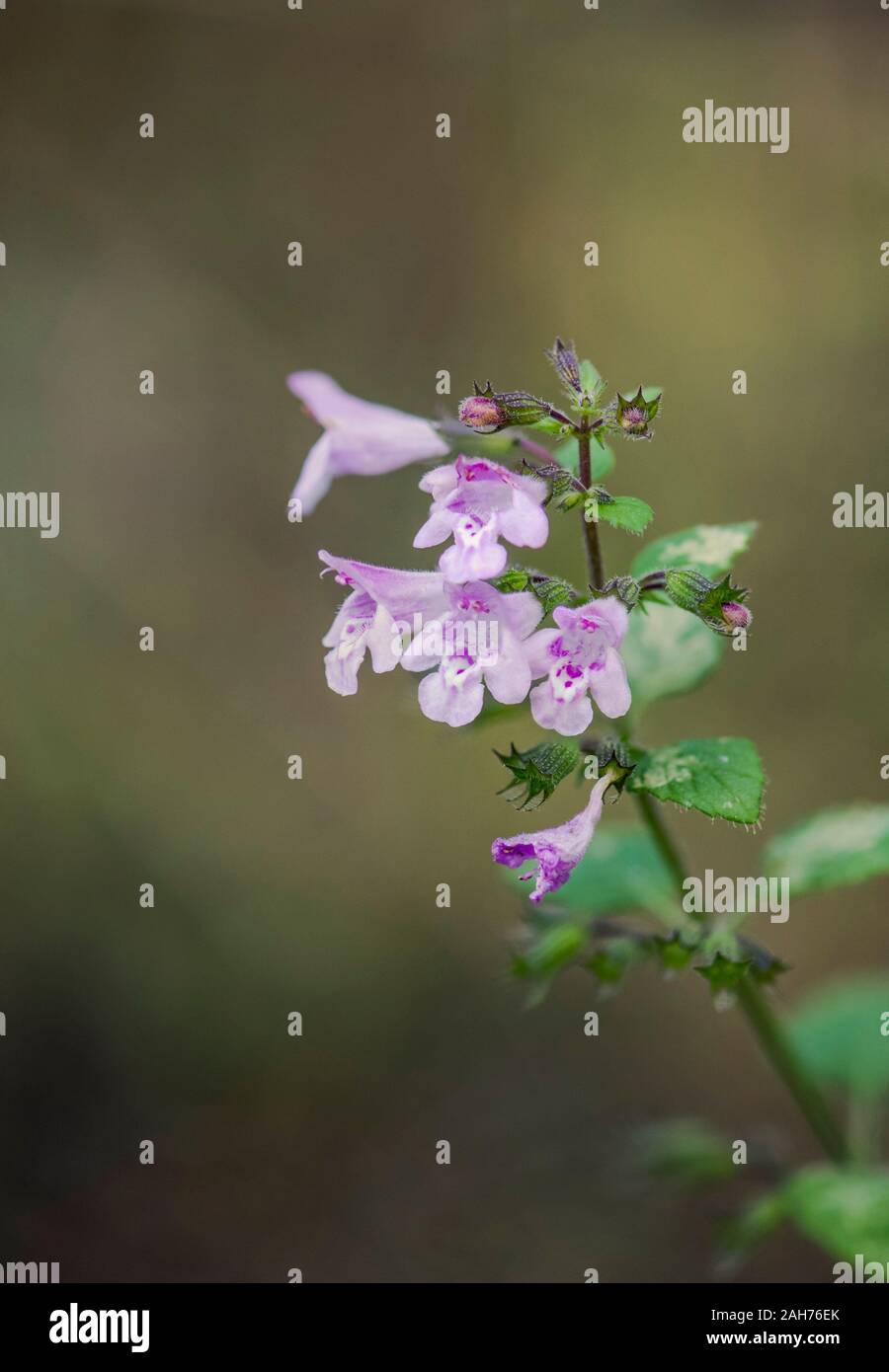 Calamint minore, Calamintha Clinopodium, fiori selvatici, Andalusia, Spagna. Foto Stock