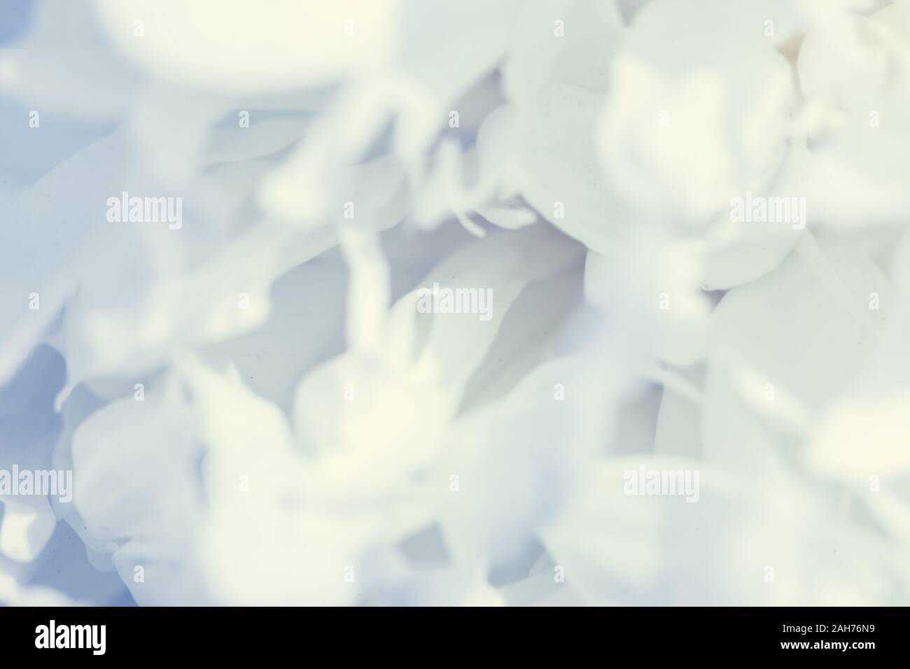 Fiori di colore bianco dello sfondo. Macro di petali di colore bianco texture. Soft immagine da sogno Foto Stock