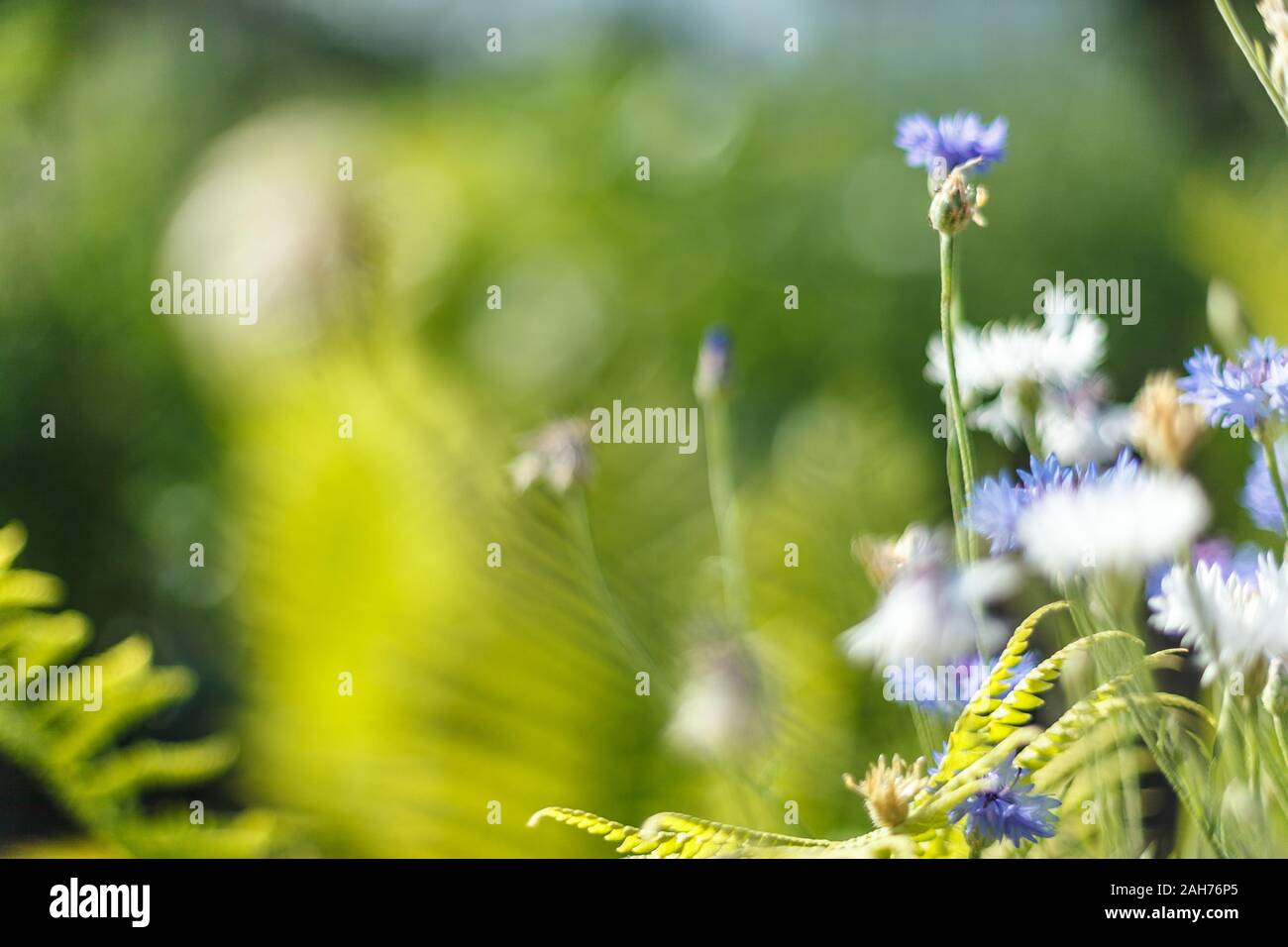 Campo di minuscoli fiori blu, vintage tono freddo e poco profonda profondità di campo. Foto Stock