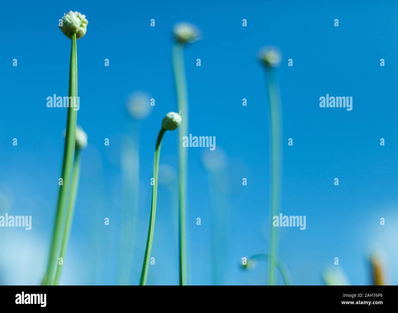 Fiore bellissimo sfondo. Foto Stock