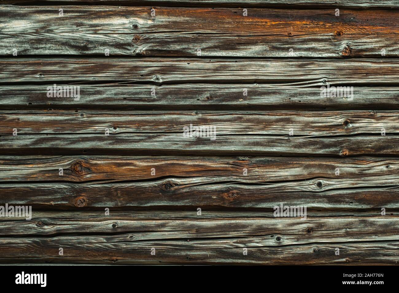 Termiti mangiare vecchia e decadente doghe in legno Foto Stock