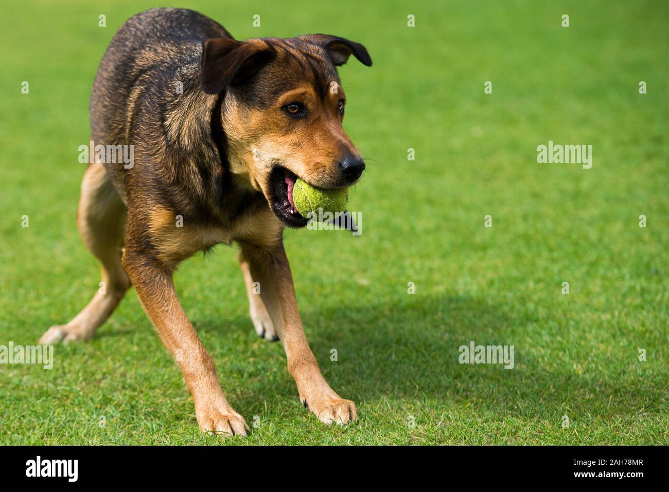 Primo piano di un cane giocoso che tiene una palla da tennis in bocca e in piedi sull'erba Foto Stock