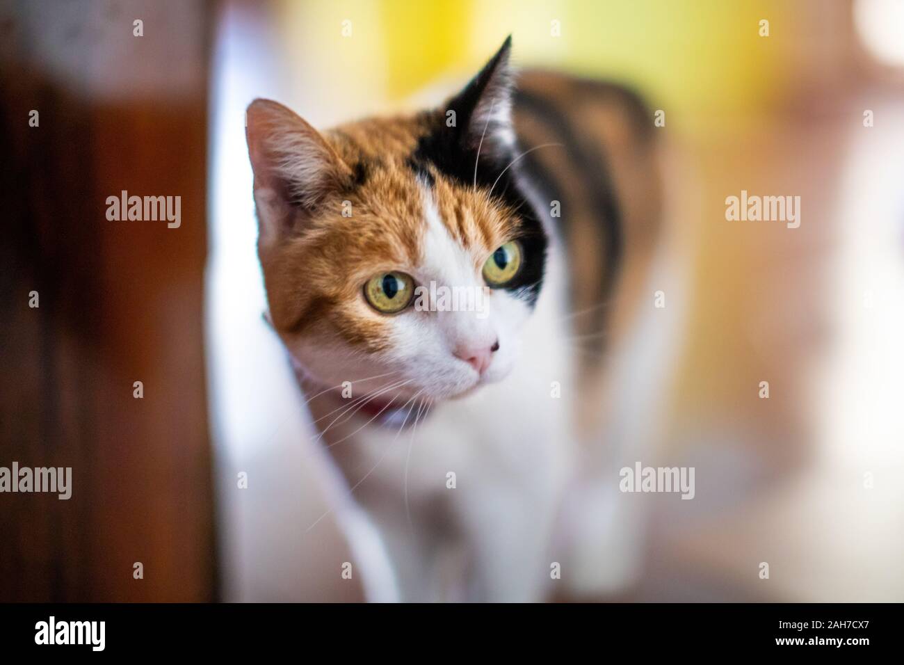 Primo piano di un gatto calico femminile a tre colori peeking in una stanza Foto Stock