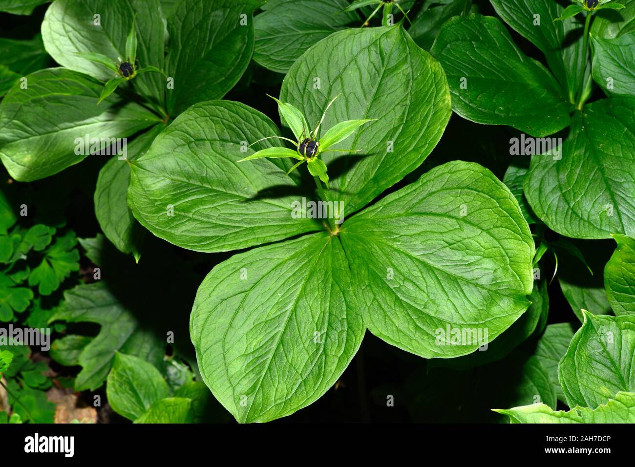 Paris quadrifolia (erba-Parigi) si trova nelle zone temperate e raffreddare le parti di Eurasia di calcarei, ombreggiata posti, soprattutto in antichi boschi. Foto Stock