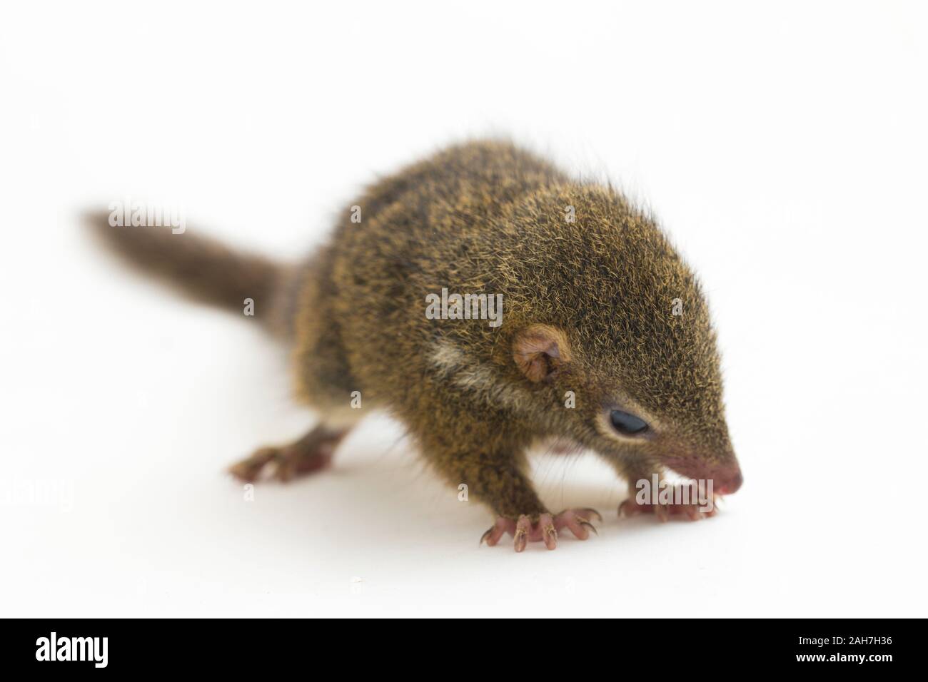 Horsfield's treeshrew (Tupaia javanica), chiamato anche Javan treeshrew, è una specie di treeshrew entro il Tupaiidae. isolato su sfondo bianco Foto Stock