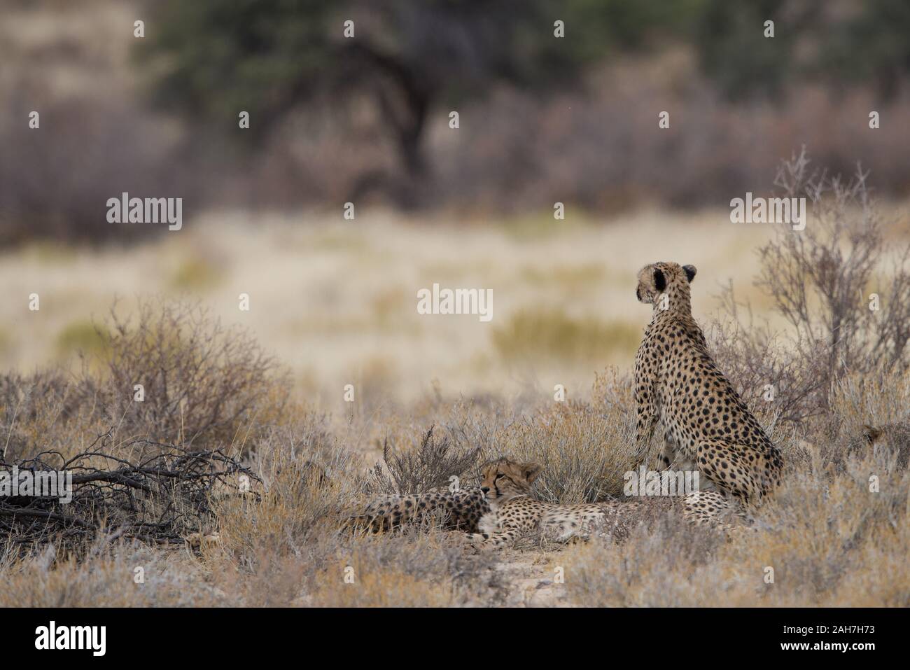 Cheetah (acinonyx jubatus)famiglia a Kgalagadi NP (Nossob), Sudafrica Foto Stock