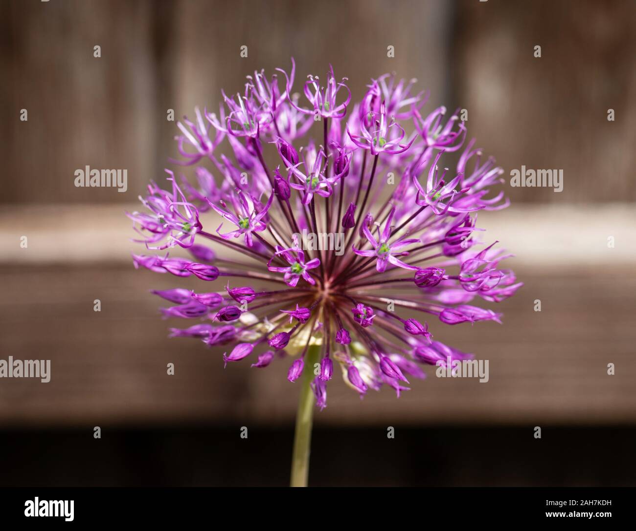 Fiore viola marrone su sfondo di legno. Bella allium cristophii o persiano onion close-up. Foto Stock