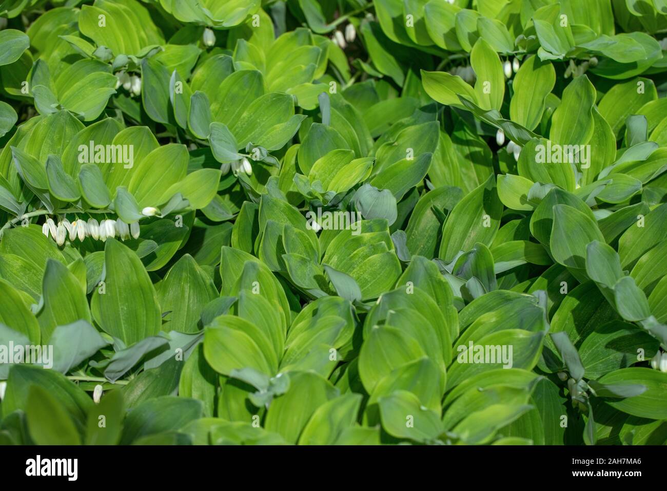 Foglia verde texture. Salomone angolare del sigillo, polygonatum nel giardino su uno sfondo verde. Una pianta perenne con splendidi fiori bianchi. Foto Stock