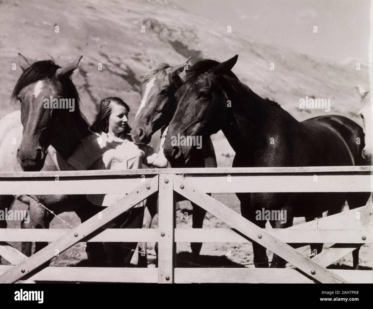 Nuova Zelanda, stazione di pecora il proprietario e la sua pecora HorsesA proprietario della stazione è circondato dai suoi quattro cavalli di un gate, alla stazione Glenrock, Rakaia Valley, Isola del Sud.Caption legge DAPHNE ENSOR e i suoi cavalli, 1966. 2005/010/1/16/44. Foto Stock