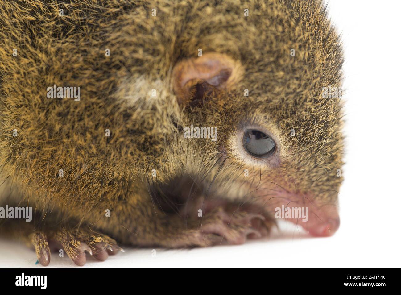 Horsfield's treeshrew (Tupaia javanica), chiamato anche Javan treeshrew, è una specie di treeshrew entro il Tupaiidae. isolato su sfondo bianco Foto Stock