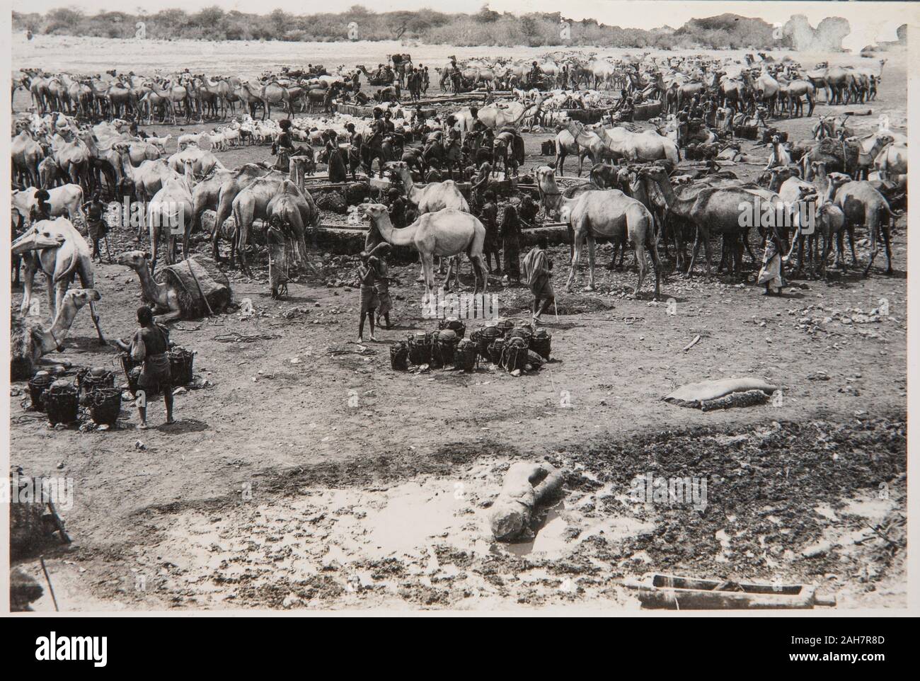 Somalia, gruppi di cammelli in corrispondenza di un foro di irrigazione, n.d.. 2000/084/1/1/4/58. Foto Stock