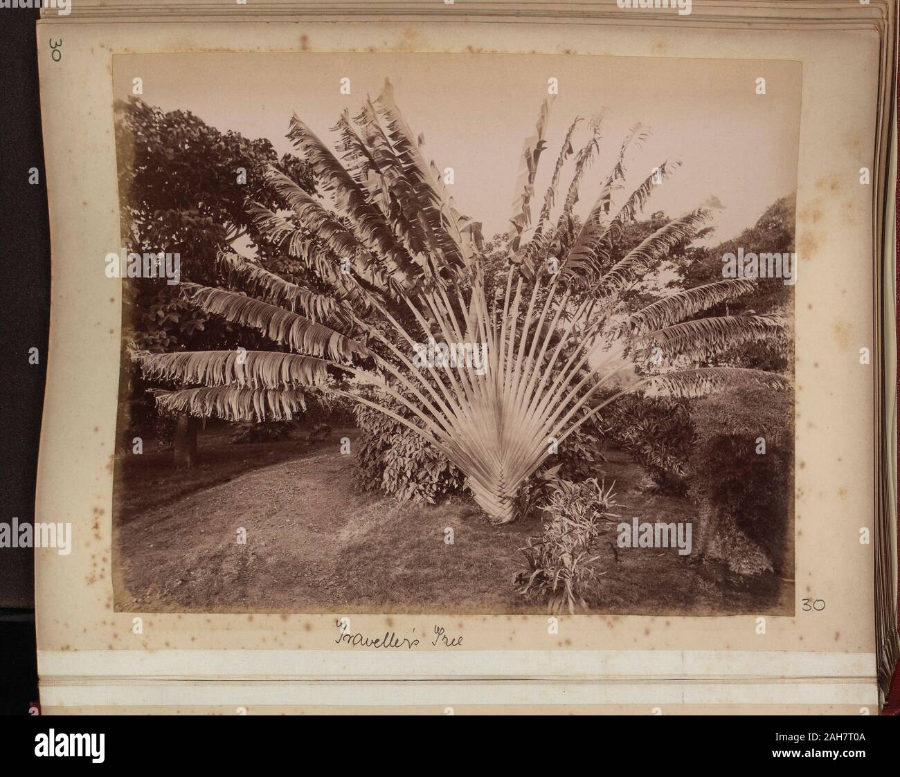 Caraibi, Close-up di albero in giardino. La didascalia recita: 'viaggiatori Tree", nel 1860 circa. 2005/001/151/30. Foto Stock