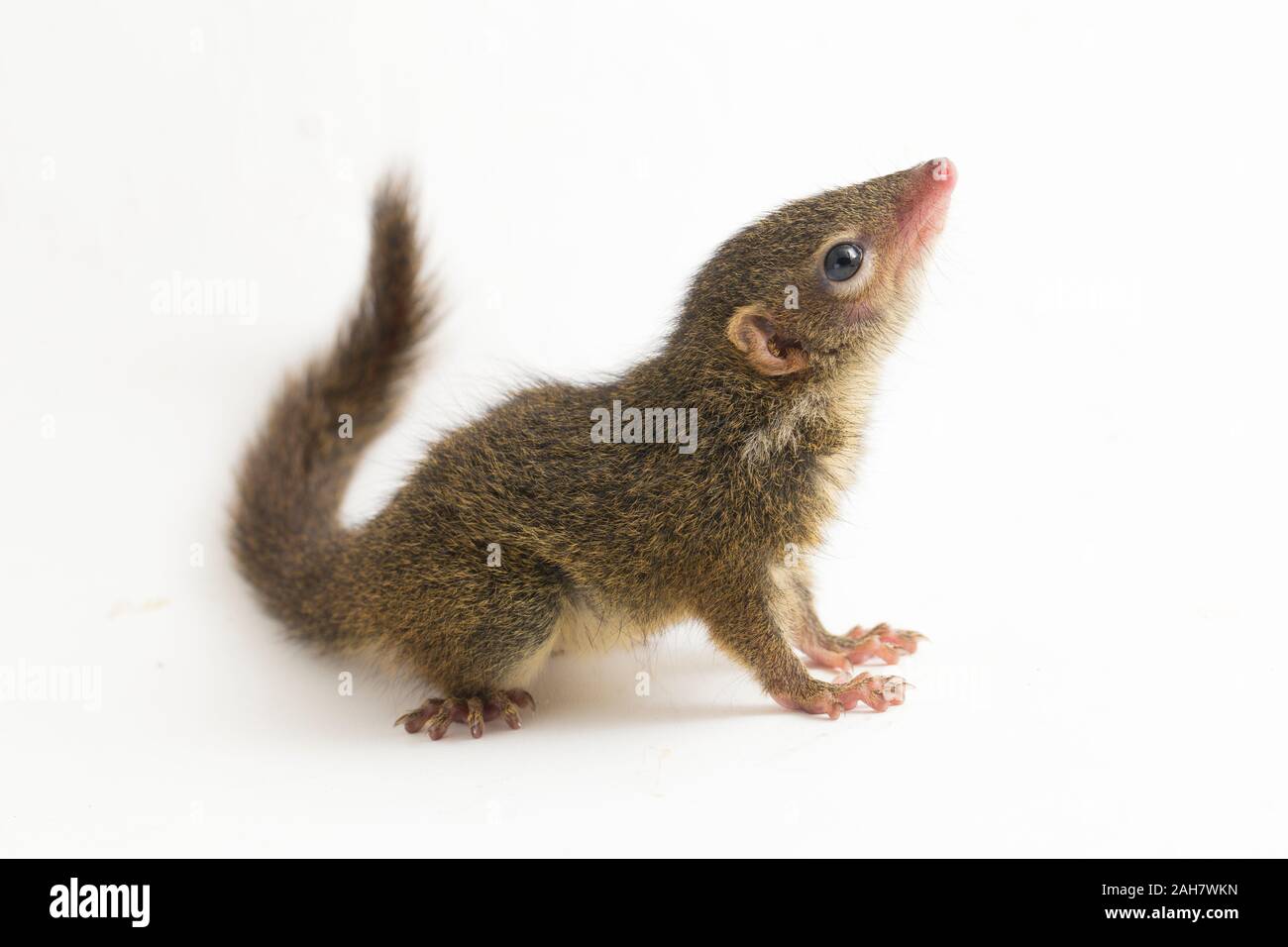 Horsfield's treeshrew (Tupaia javanica), chiamato anche Javan treeshrew, è una specie di treeshrew entro il Tupaiidae. isolato su sfondo bianco Foto Stock