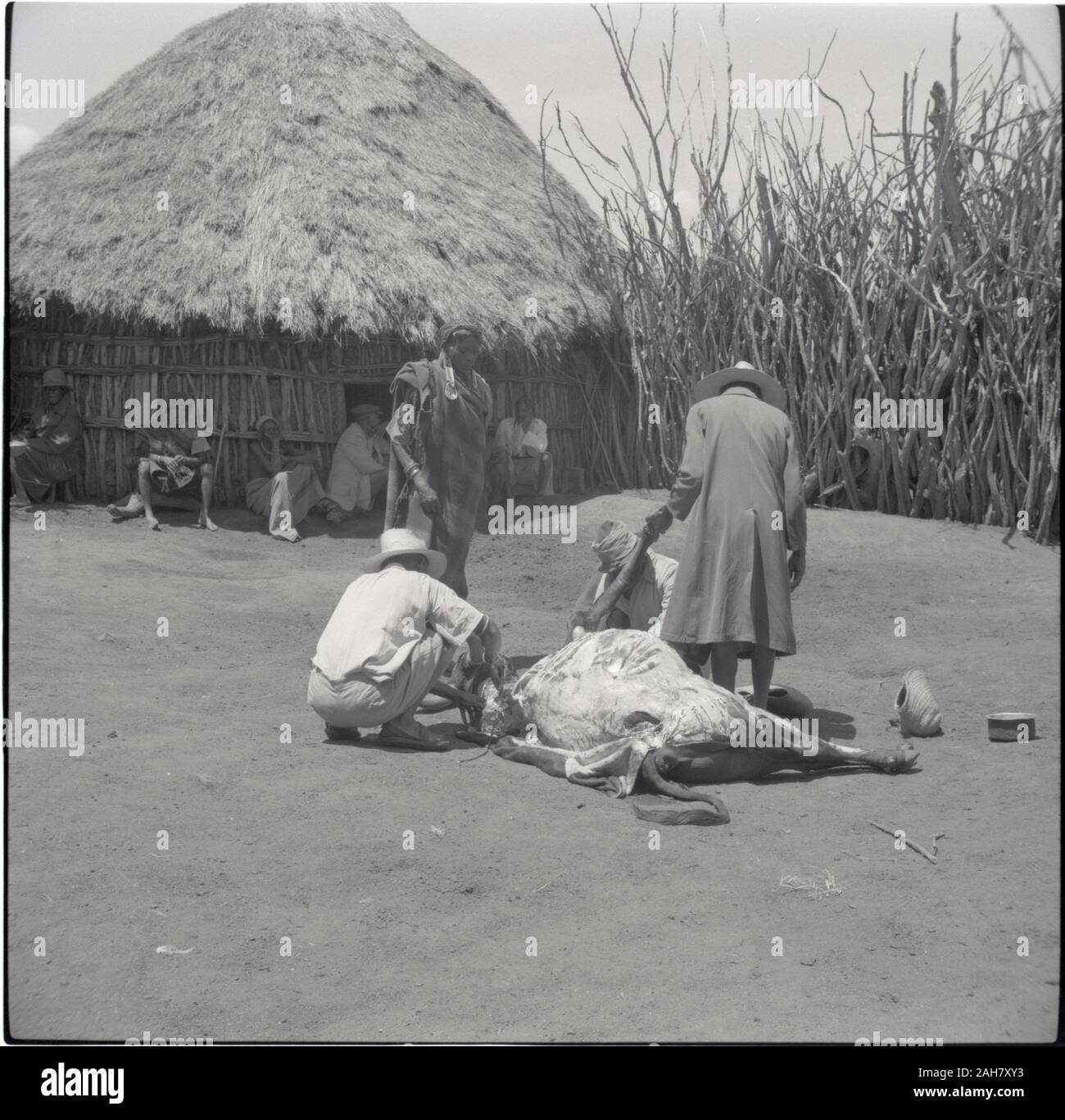 Kenya, Ruel: KuriaSkimming, circa 1958. 2012/001/6/2/23C. Foto Stock