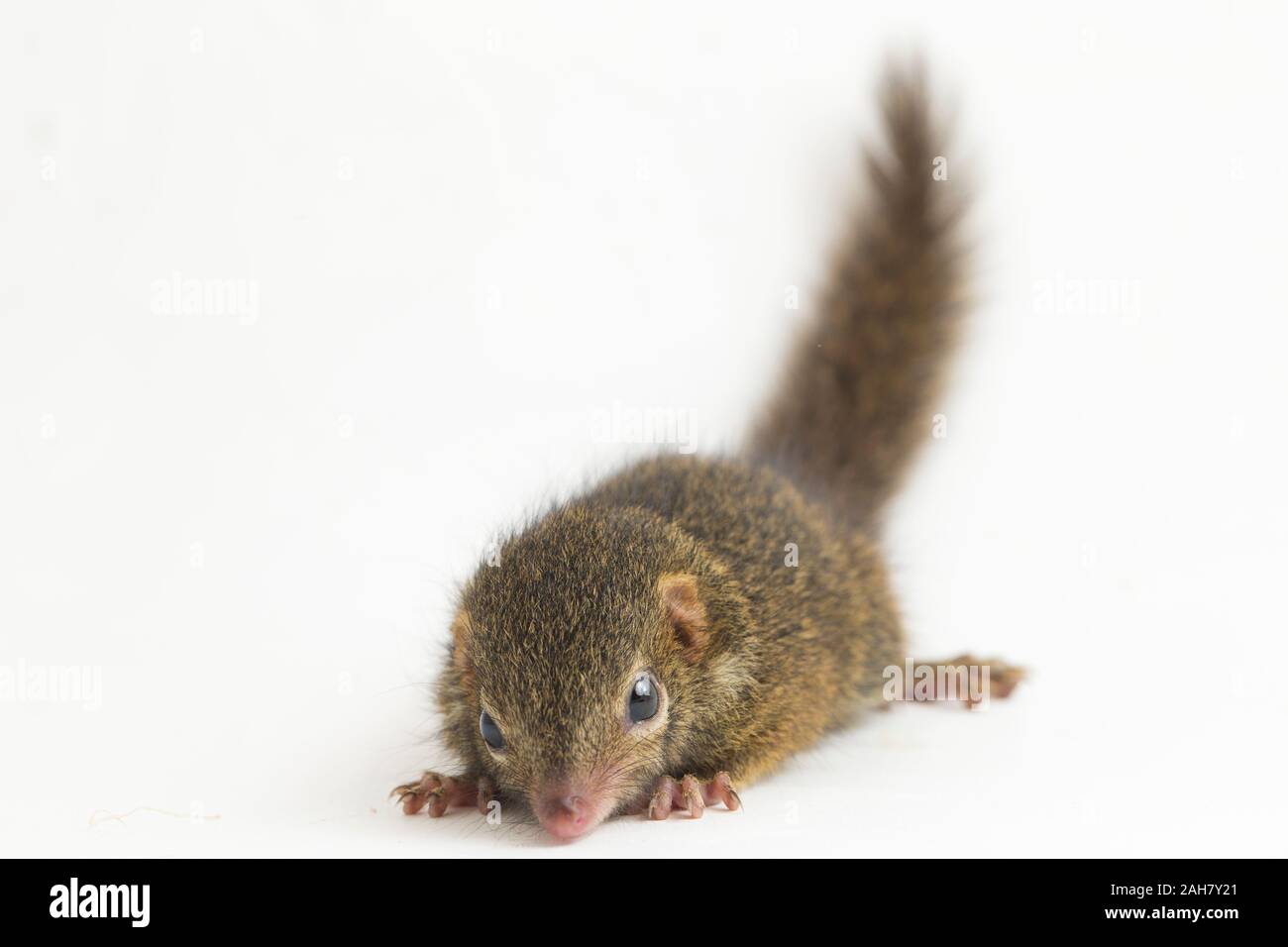 Horsfield's treeshrew (Tupaia javanica), chiamato anche Javan treeshrew, è una specie di treeshrew entro il Tupaiidae. isolato su sfondo bianco Foto Stock