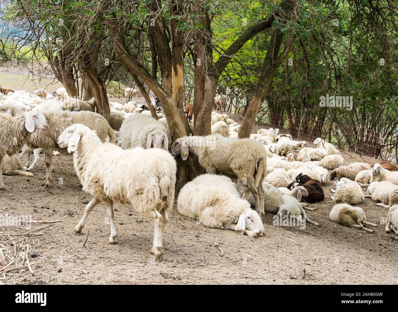 Gregge di pecore nel prato vicino agli alberi. Trentino Alto Adige, Italia Settentrionale, Europa Foto Stock