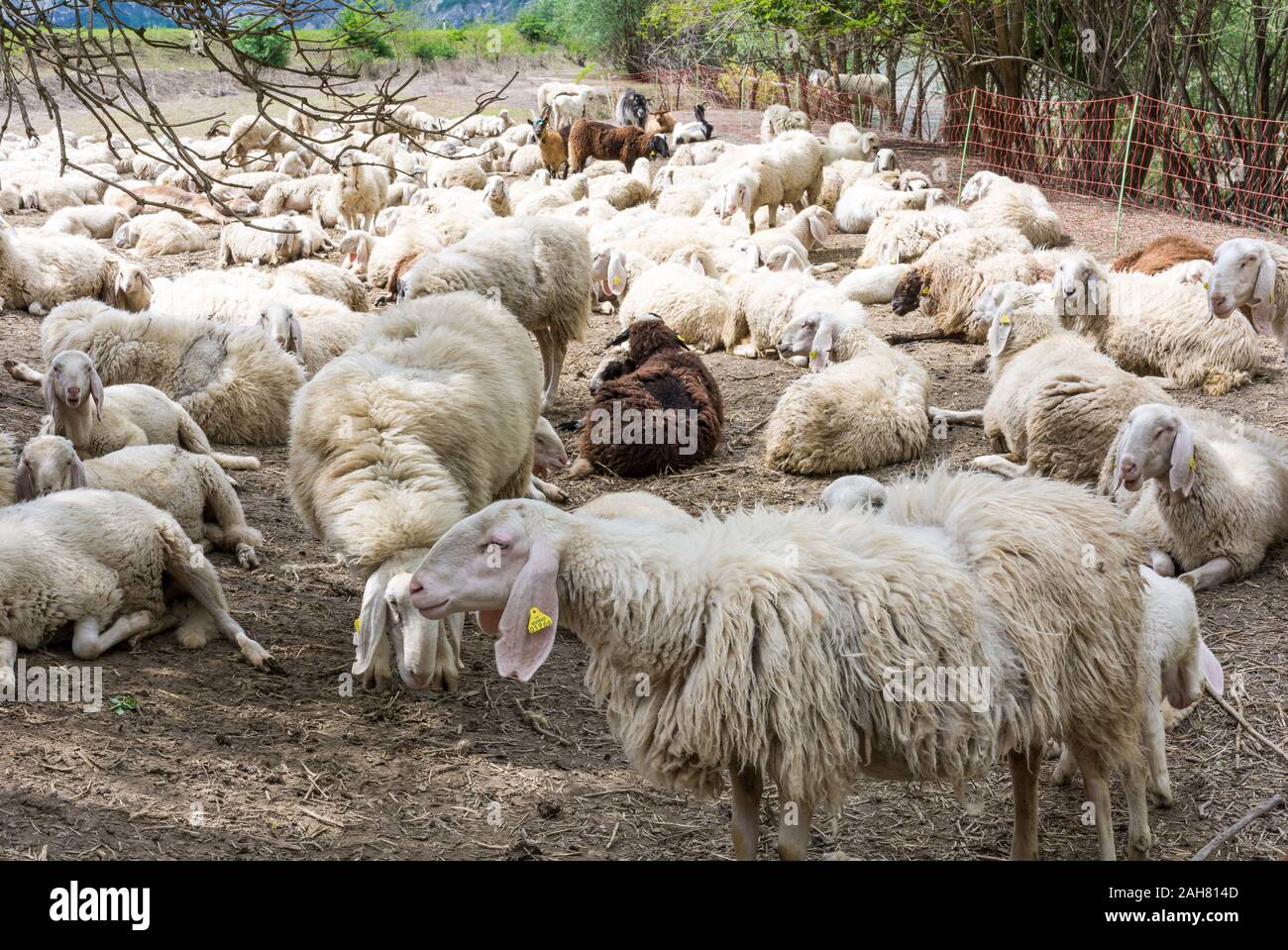 Gregge di pecore in prato. Trentino Alto Adige, Italia settentrionale, l'Europa. Ovis aries. Foto Stock