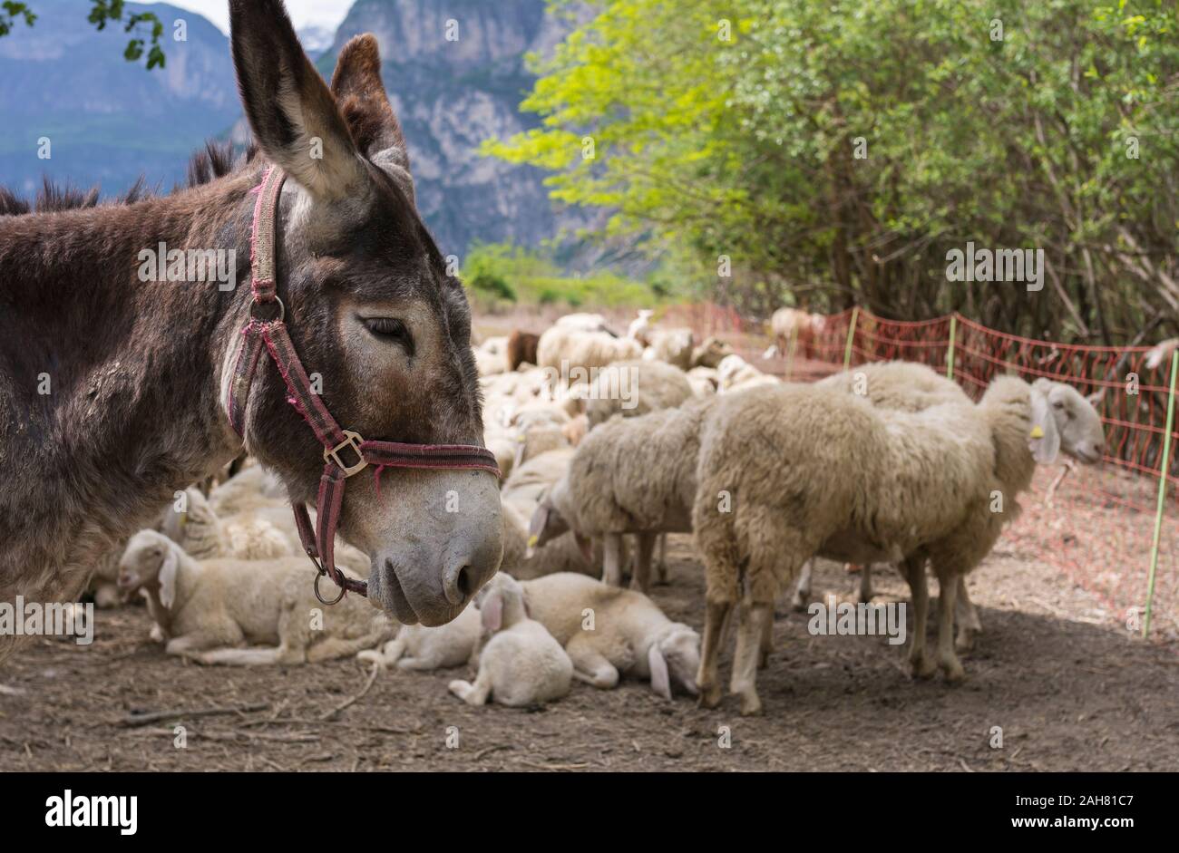 Primo piano di un asino bruno con colletto rosso e il gregge di pecore. Foto Stock