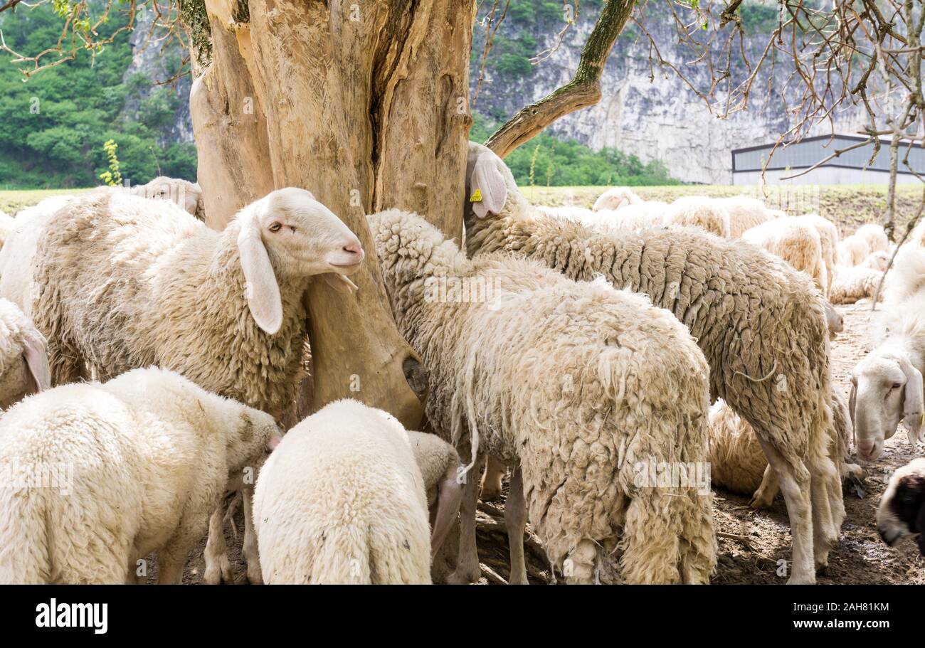 Gregge di pecore nel prato vicino agli alberi. Trentino Alto Adige, Italia Settentrionale, Europa Foto Stock