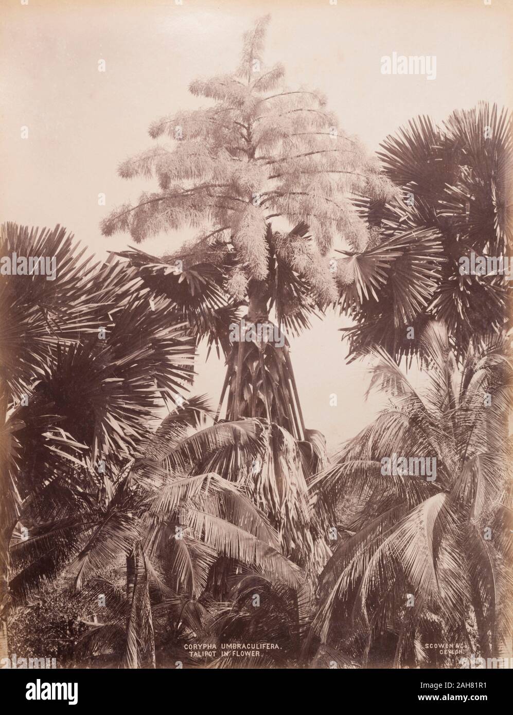 CeylonSri Lanka, studio botanico di Corypha Umbraculifera, la Talipot Palm, in fiore, probabilmente in crescita in Peradeniya Botanic Gardens, Kandy.caption stampato: CORYPHA UMBRACULIFERA. TALIPOT IN FIORE.SCOWEN & Co. CEYLON.manoscritto originale didascalia: Corypha Umbraculifera. Talipot (in fiore). Ceylon, circa 1885. 2003/071/1/1/2/21. Foto Stock
