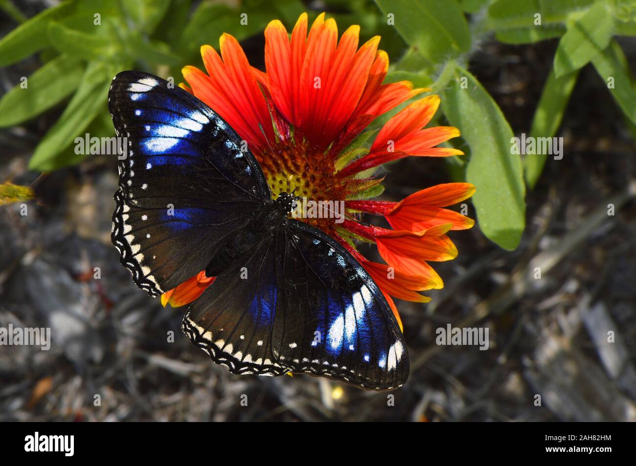 Blue Butterfly Diadem nome latino Hypolimnas salmacis e coperta di fiori nome latino gaillardia pulchella Foto Stock