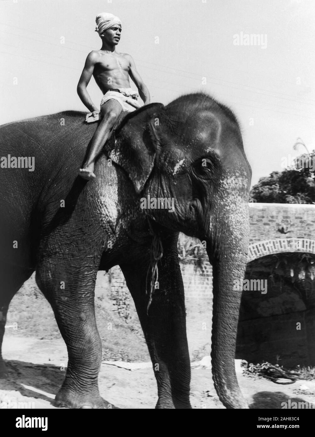 Sri LankaCeylon, un elefante e mahout, CeylonA giovani mahout (elefante handler) indossa un turbante cavalcate un elefante Asiatico (Elephas maximus). La didascalia recita "Elephant Boy", 1957. 2005/010/1/3/26. Foto Stock