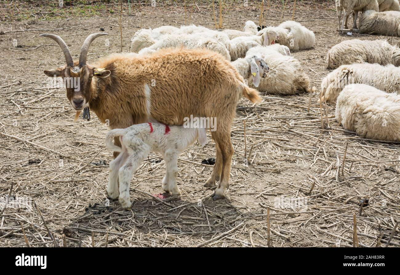 Agnello lattante sulla mammella di Goa, Trentino Alto Adige, Italia Foto Stock