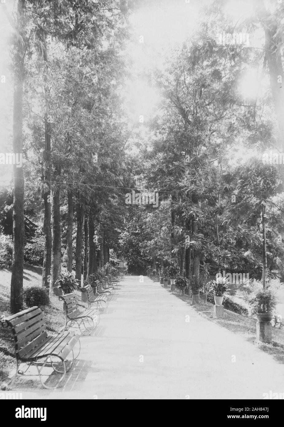 Hong KongChina, un lungomare fiancheggiata con panche, vasi di piante e alberi di alto fusto si allunga in lontananza ad Hong Kong in giardini zoologici e orti botanici. Manoscritto originale didascalia: 'n. 6 Hong Kong 1903 percorso in giardini pubblici. Al di sopra del governatore residenza invernale. I giardini ben mantenuti, sebbene non spaziose. Comanda la vista del porto attraverso gli alberi. Ricordati di Hong Kong non è tutto come questo", 1903. 1998/028/2/4. Foto Stock