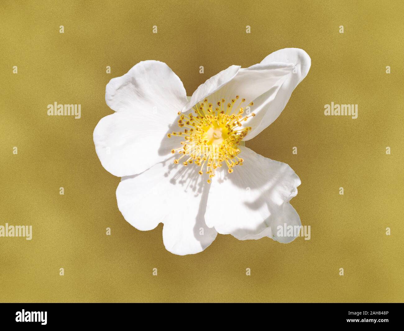 Primo piano immagine di un bianco fiore blackberry oro su sfondo metallico. Foto Stock