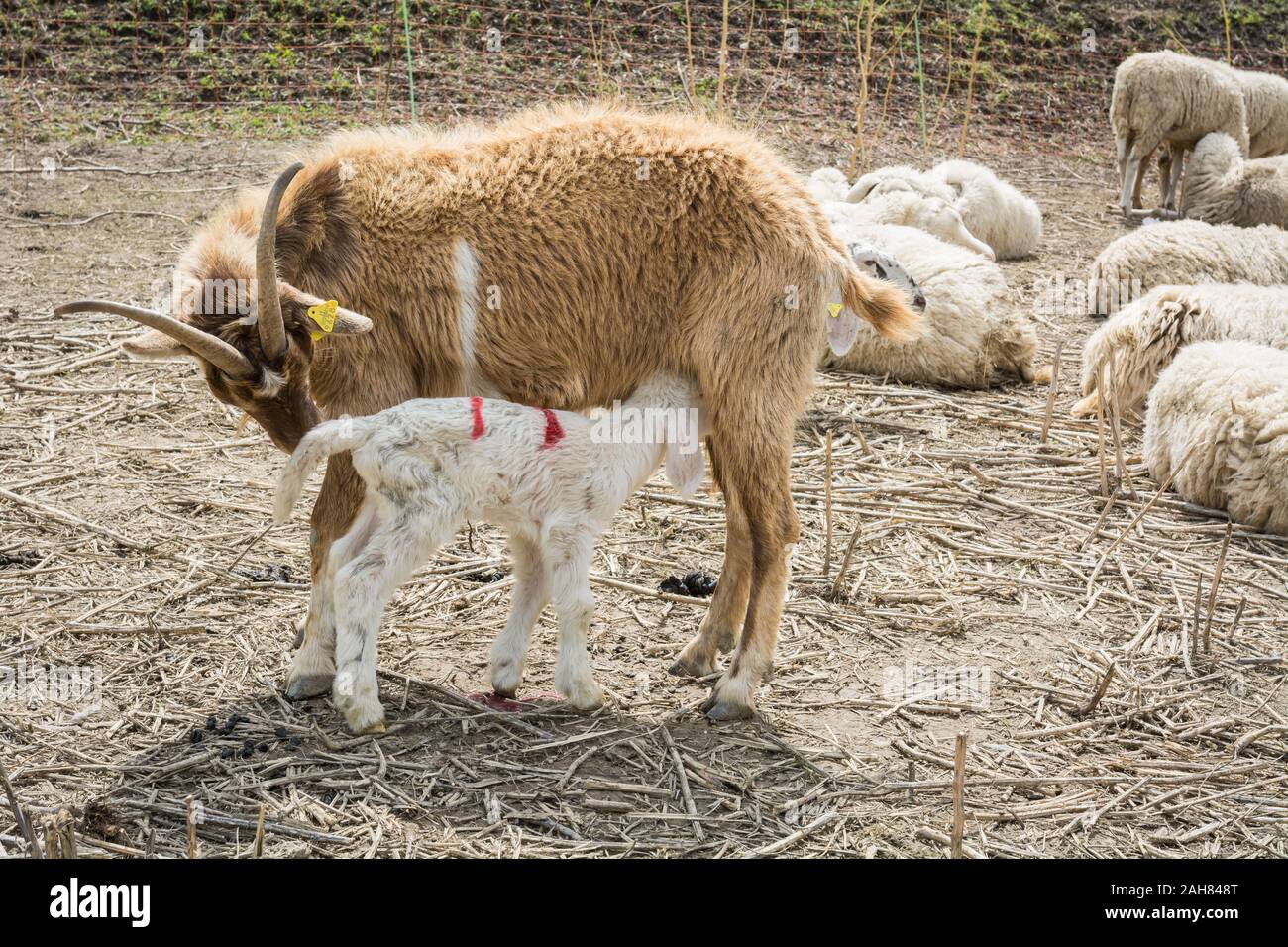 Agnello lattante sulla mammella di Goa, Trentino Alto Adige, Italia Foto Stock