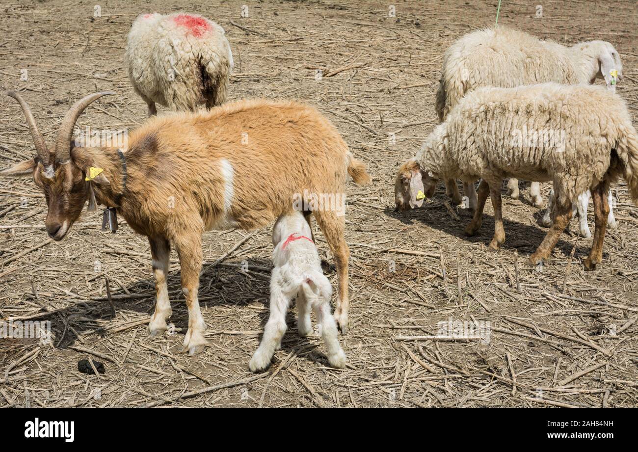 Agnello lattante sulla mammella di Goa, Trentino Alto Adige, Italia Foto Stock