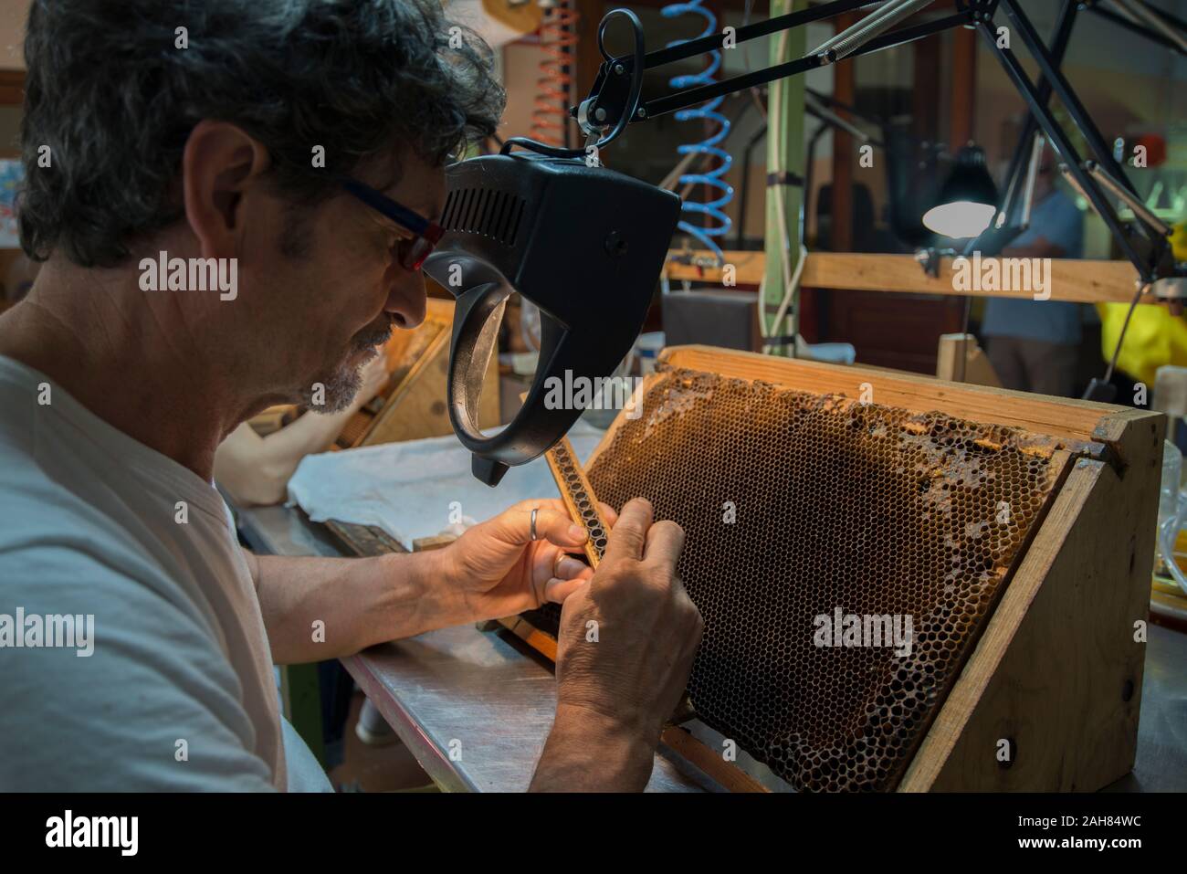 Allevamento di aggraffaggio queens lavoratore larve di rastrellare una larva e mettendola in regina artificiale tazze. Allevamento regine Foto Stock