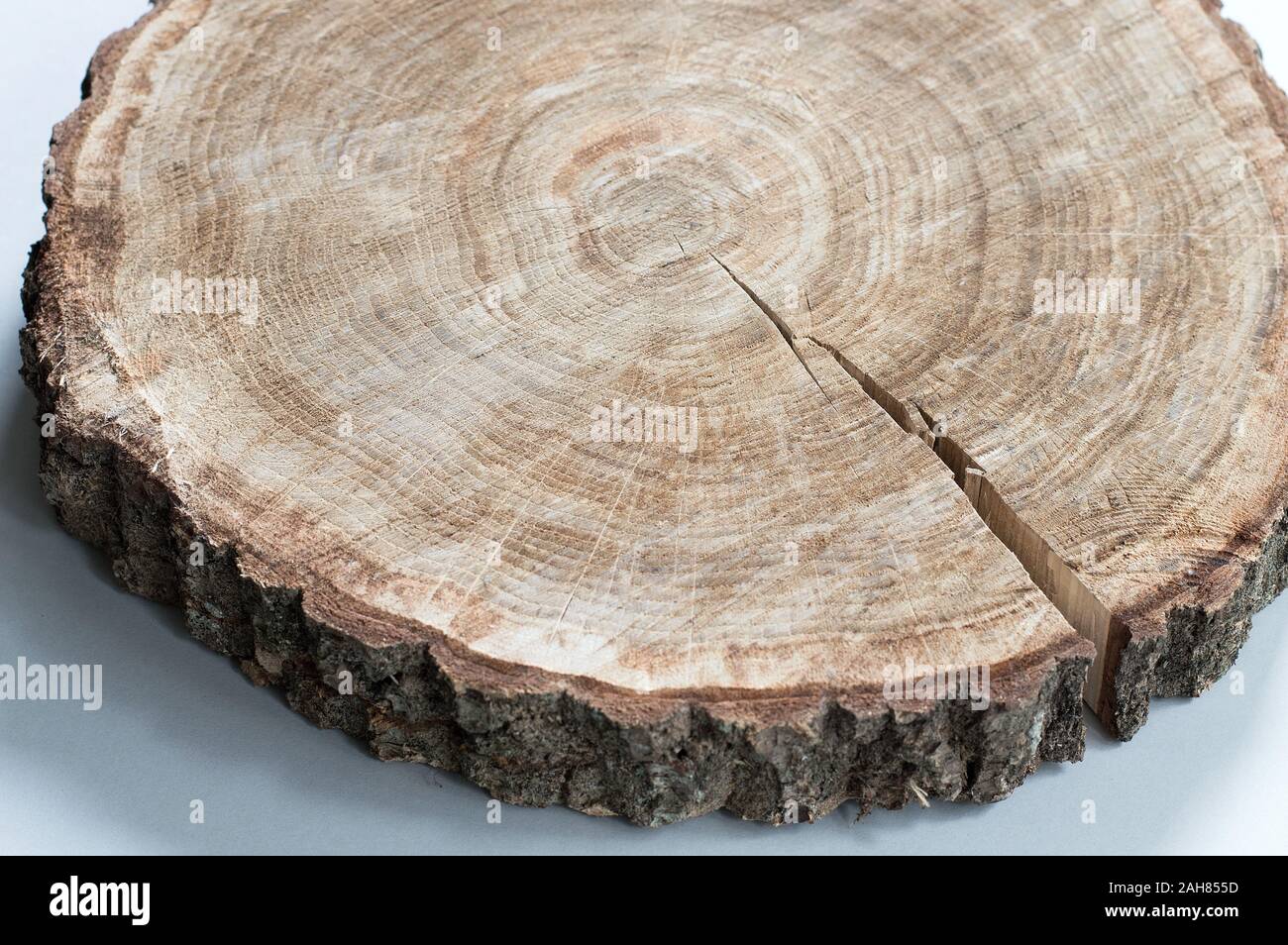 Fetta di legno con anello di marchi e una spaccatura dalla rapida asciugatura. Oak tree round su sfondo chiaro Foto Stock