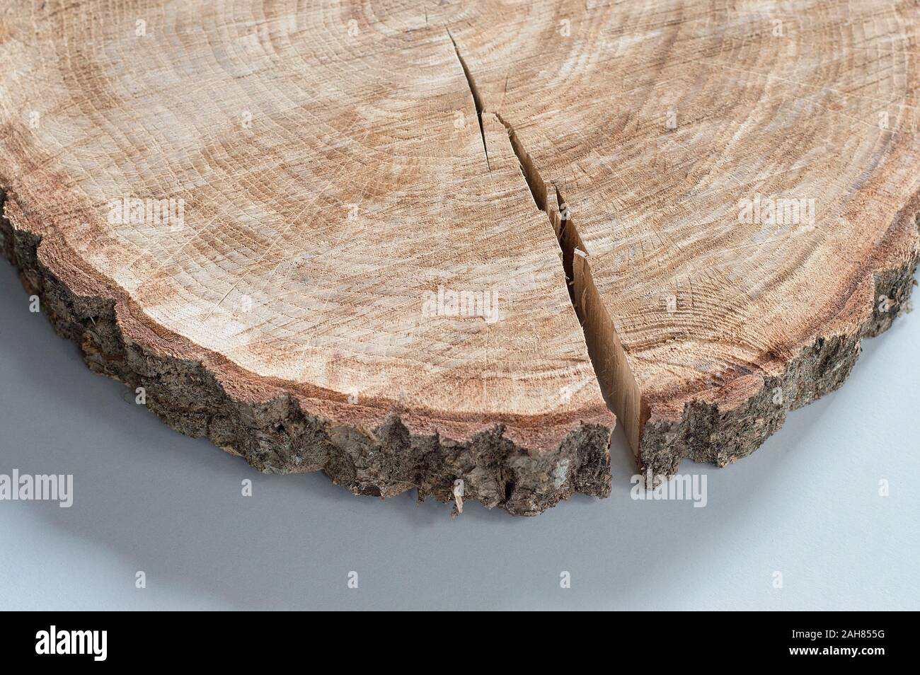 Fetta di legno con anello di marchi e una spaccatura dalla rapida asciugatura. Oak tree round su sfondo chiaro Foto Stock