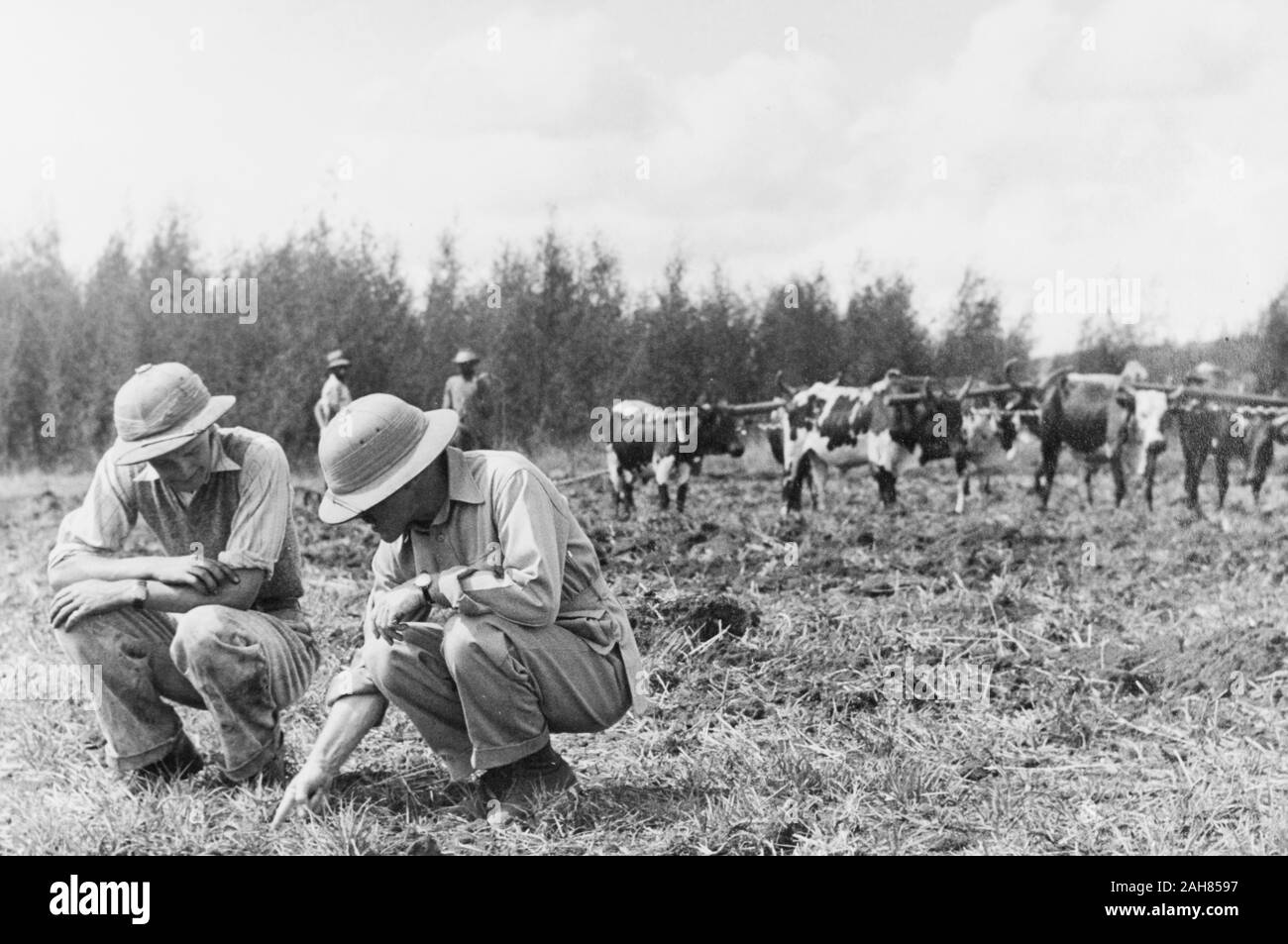 Kenya, due uomini europei crouch giù per esaminare un solco di terra reso mediante Aratura a disco. Un team di servirono stand di bestiame nelle vicinanze, sfruttata per un aratro nel mezzo di un campo fangoso. Sebbene questa immagine è stato annotato come essendo da 1947, la stampa a contatto in realtà indicano che fu presa nel 1930.manoscritto originale didascalia: Esaminare il solco - aratura terreno vergine (disco aratura) a Njoro. 1947 [1930]. 1995/076/1/2/3/28. Foto Stock