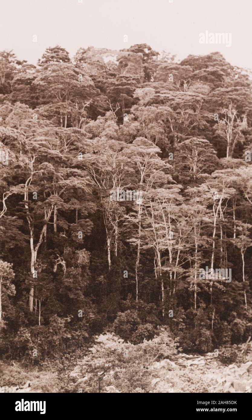 Kenya, vista di una foresta indigena su un argine, visto dal Meru di Embu road, Kenya orientale, 1934. 1995/076/1/1/7/11. Foto Stock