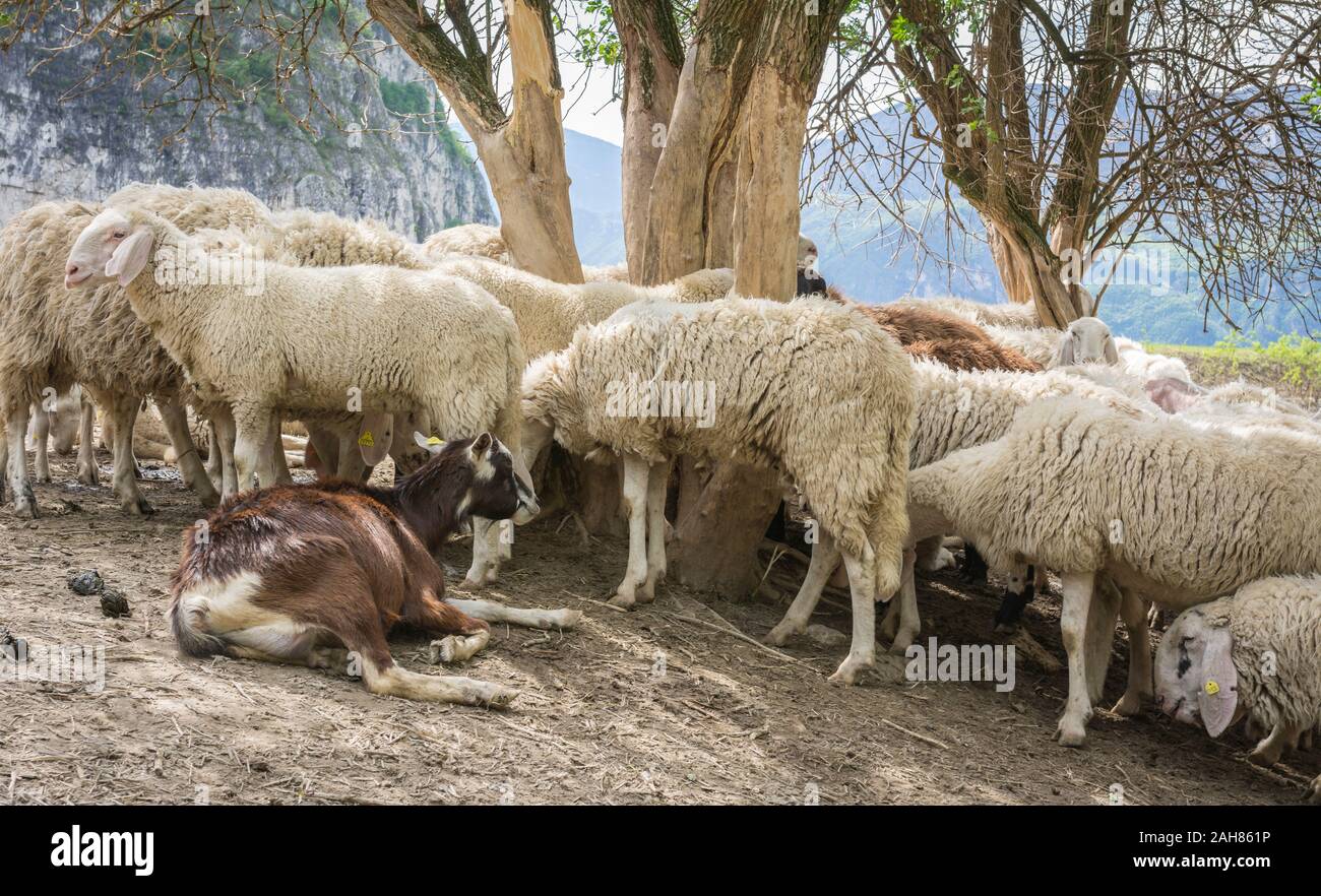 Gregge di pecore e capre nel prato. Trentino Alto Adige, Italia Settentrionale, Europa Foto Stock