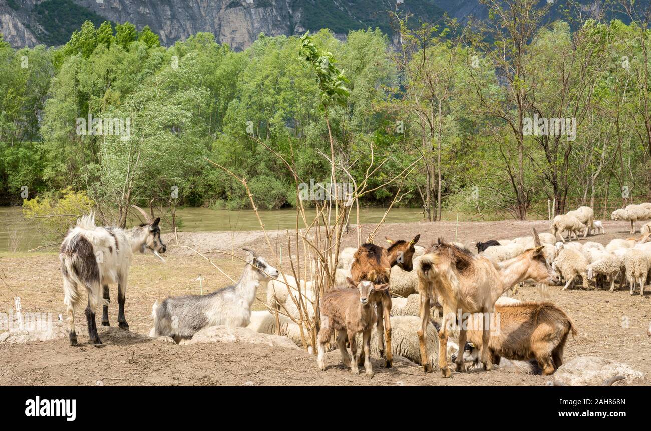 Gregge di pecore e capre nel prato. Trentino Alto Adige, Italia Settentrionale, Europa Foto Stock
