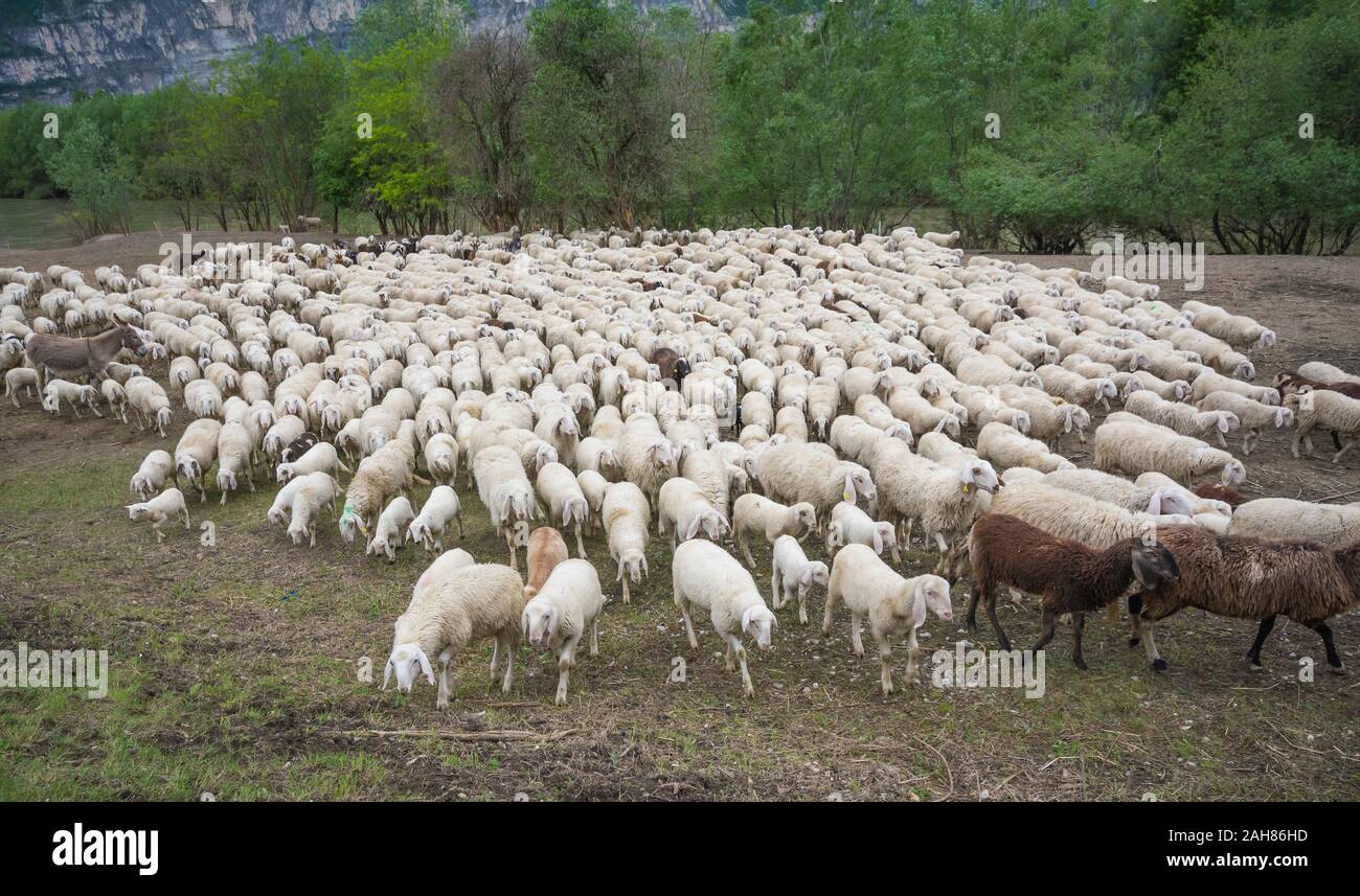 Gregge di pecore, nel prato, Trentino Alto Adige, Italia settentrionale, Europa. Ovis aries. Foto Stock