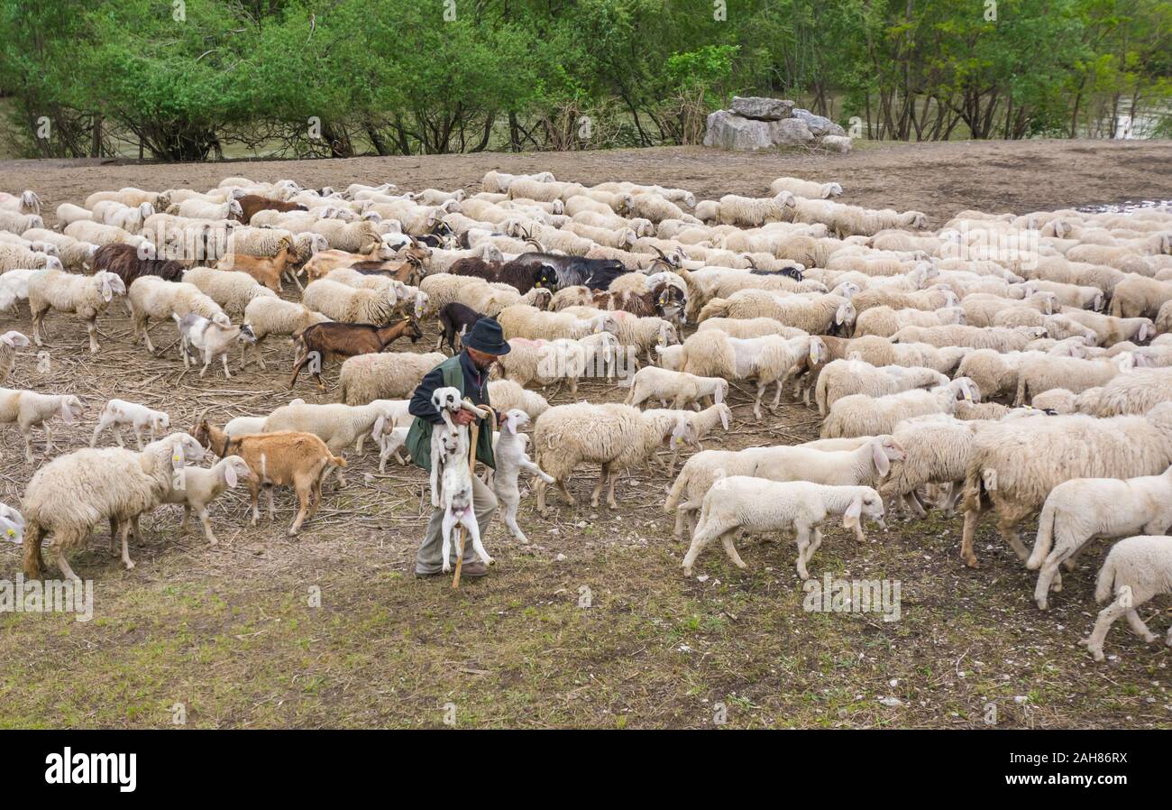 Gregge di pecore e pastore nel prato. Trentino Alto Adige, Italia Settentrionale, Europa. Ovis aries. Foto Stock