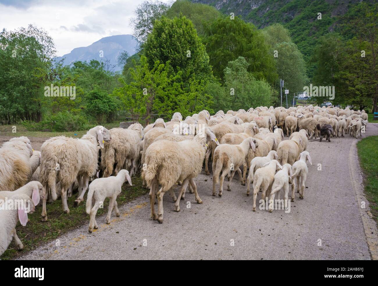 Gregge di pecore e agnelli che vengono guidati lungo la strada di campagna in Trentino Alto Adige, Italia settentrionale. Ovis aries. Foto Stock