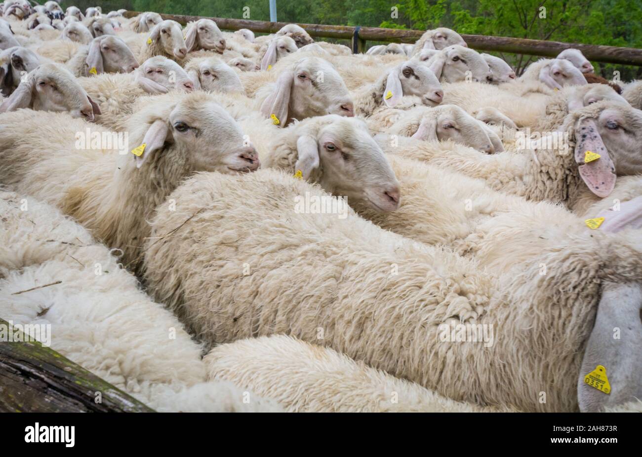 Grande gregge di pecore in fase di allevamento, Trentino Alto Adige, nord Italia - Gregge di pecore bianche Foto Stock
